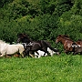 Aegidienberger+Am_Saddlebred Horse1(14)